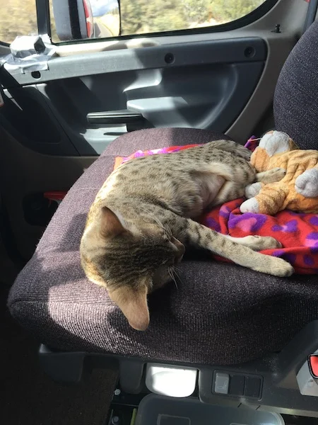 A1Savannahs Nika - SBT Female Savannah Cat