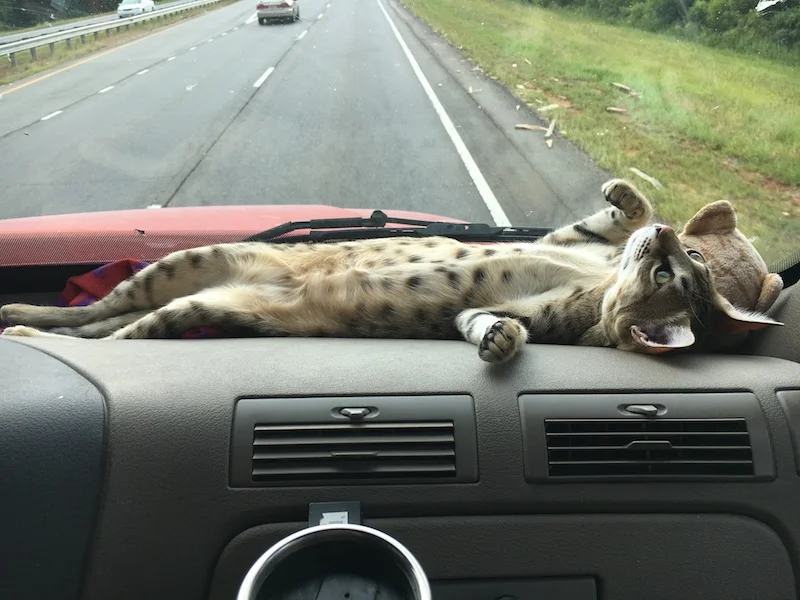 A1Savannahs Nika - SBT Female Savannah Cat