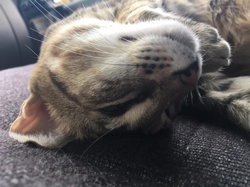 A1Savannahs Nika - SBT Female Savannah Cat