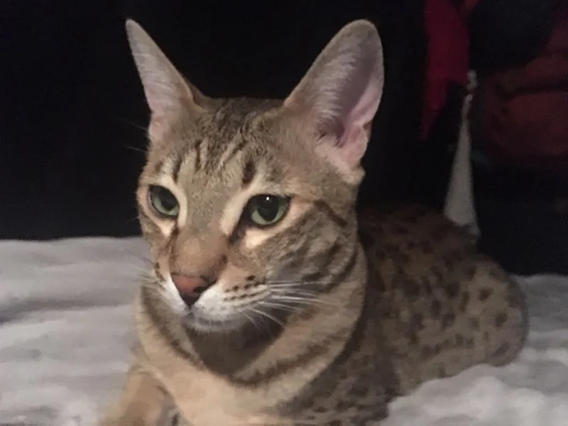 A1Savannahs Nika - SBT Female Savannah Cat