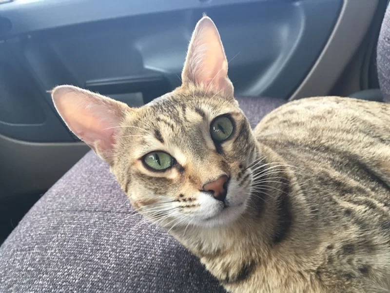 A1Savannahs Nika - SBT Female Savannah Cat