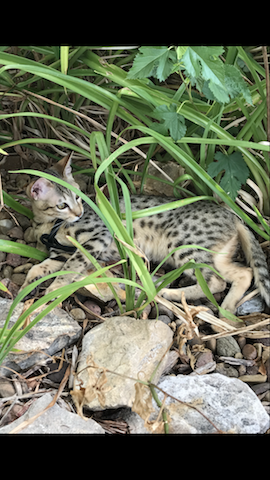 A1Savannahs Zenda - SBT Savannah Kitten