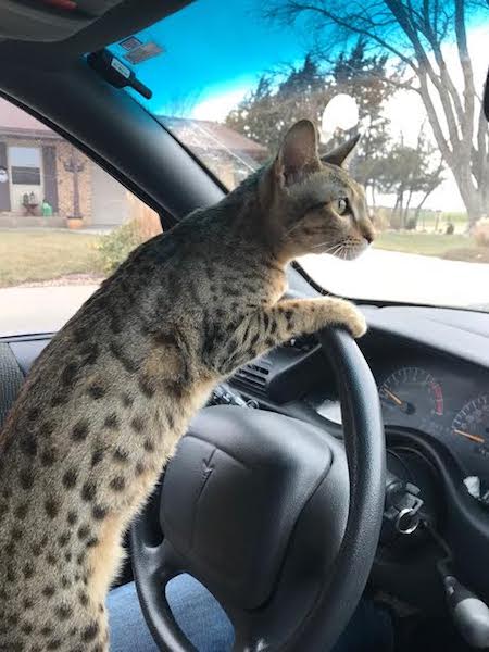A1Savannahs Zenda - SBT Savannah Kitten riding in a car