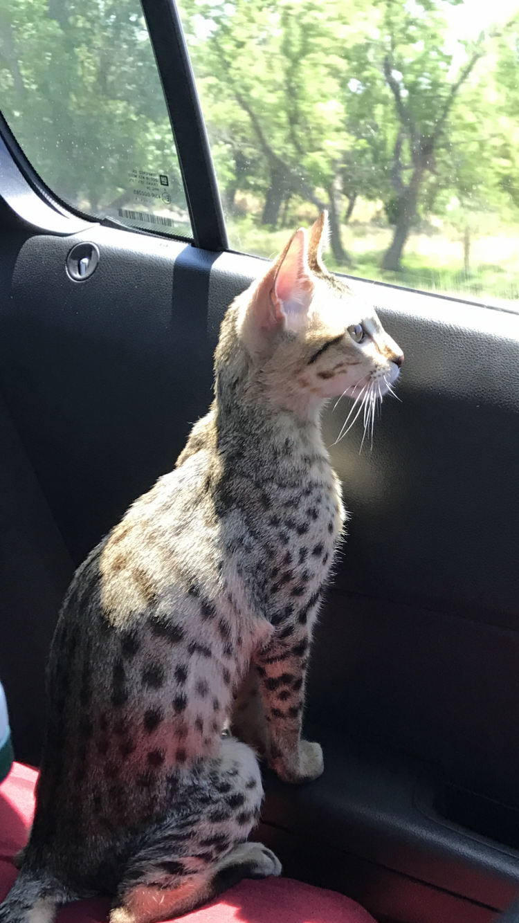 A1Savannahs Zenda - SBT Savannah Kitten looking out the car window