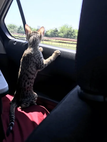 A1Savannahs Sadie (Zenda) - Female SBT Savannah Kitten