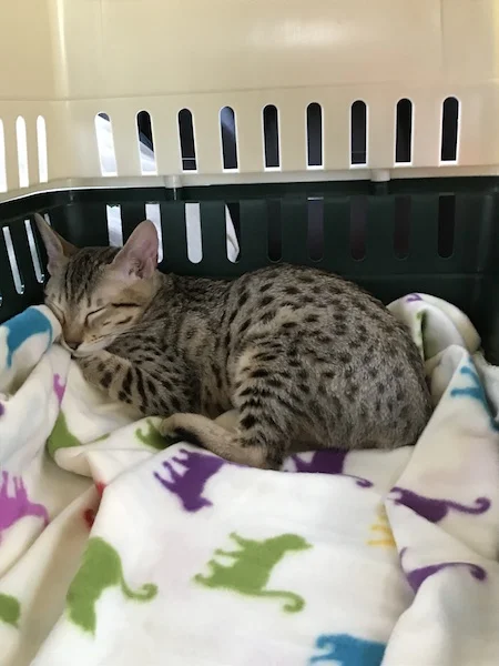 A1Savannahs Sadie (Zenda) - Female SBT Savannah Kitten