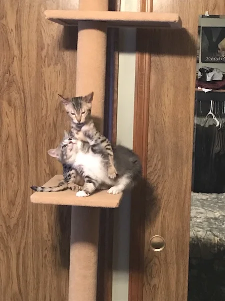 A1Savannahs Sadie (Zenda) - Female SBT Savannah Kitten