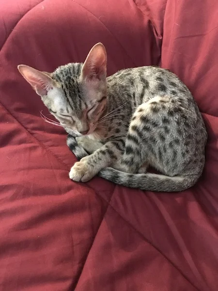 A1Savannahs Sadie (Zenda) - Female SBT Savannah Kitten