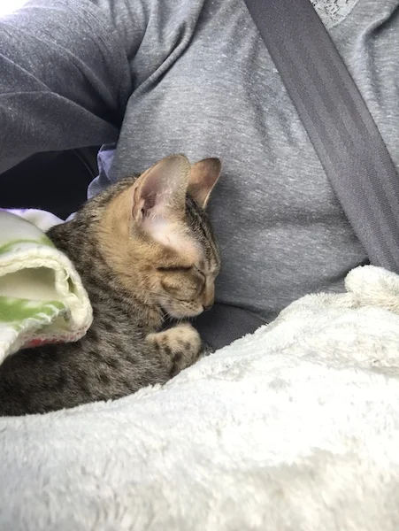 A1Savannahs Sadie (Zenda) - Female SBT Savannah Kitten