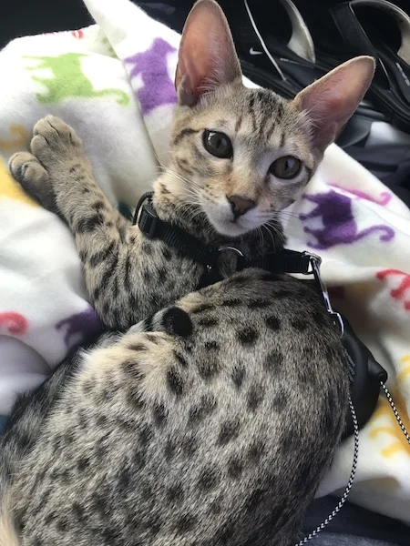 A1Savannahs Sadie (Zenda) - Female SBT Savannah Kitten