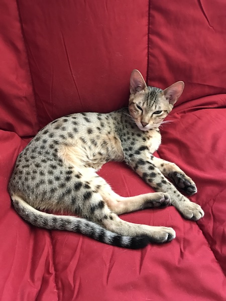 A1Savannahs Sadie (Zenda) - Female SBT Savannah Kitten
