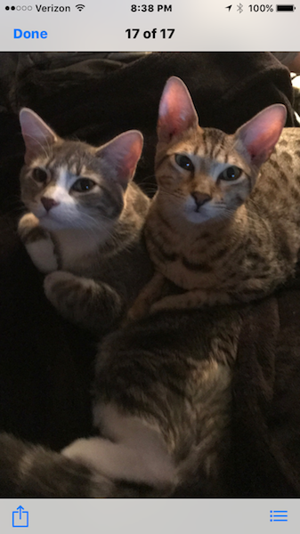 A1Savannahs Sadie (Zenda) - Female SBT Savannah Kitten