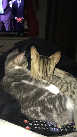 A1Savannahs Sadie (Zenda) - Female SBT Savannah Kitten