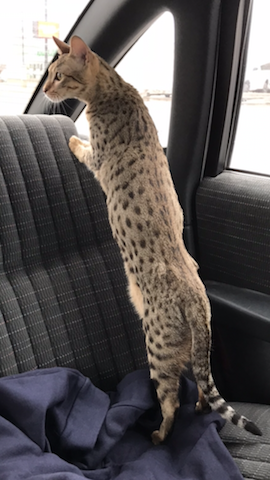 A1Savannahs Sadie (Zenda) - Female SBT Savannah Kitten