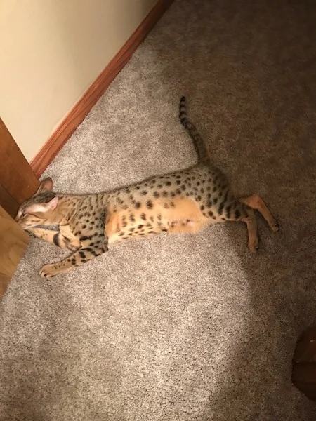 A1Savannahs Sadie (Zenda) - Female SBT Savannah Kitten