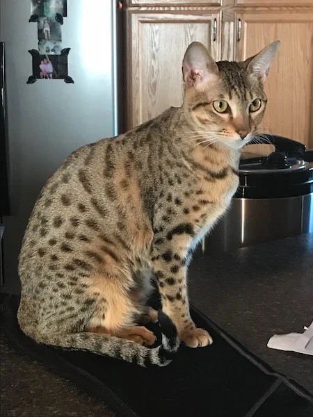 A1Savannahs Sadie (Zenda) - Female SBT Savannah Kitten