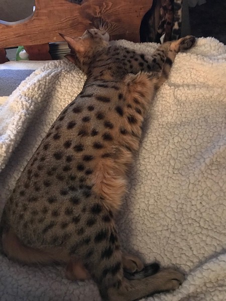 A1Savannahs Sadie (Zenda) - Female SBT Savannah Kitten