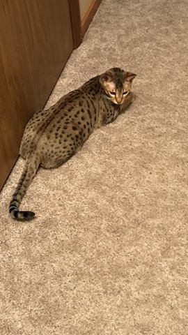 A1Savannahs Sadie (Zenda) - Female SBT Savannah Kitten