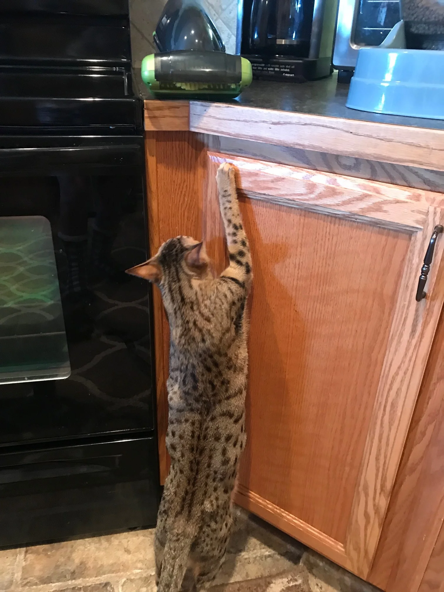 A1Savannahs Sadie (Zenda) - Female SBT Savannah Kitten
