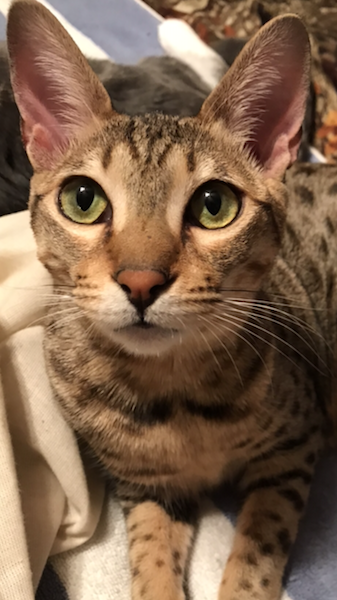 A1Savannahs Sadie (Zenda) - Female SBT Savannah Kitten