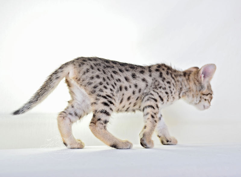 A1Savannahs Female F3 Savannah Cat Ilya