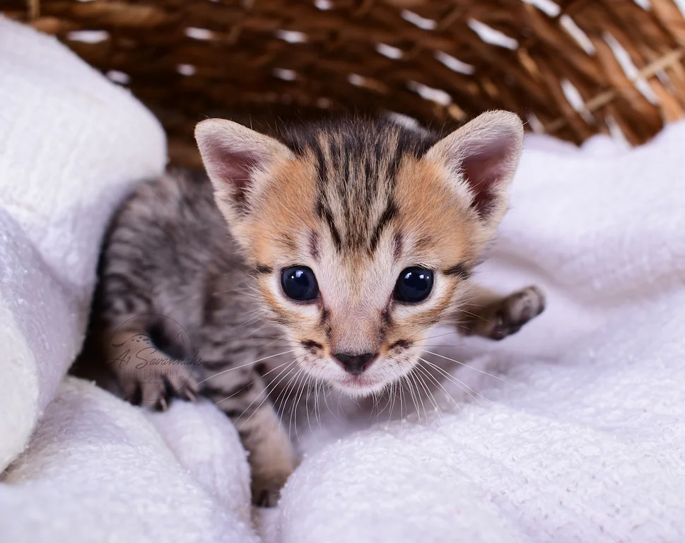 A1Savannahs Rex - Male SBT Savannah Kitten