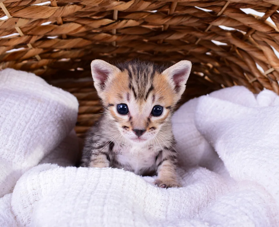 A1Savannahs Rex - Male SBT Savannah Kitten