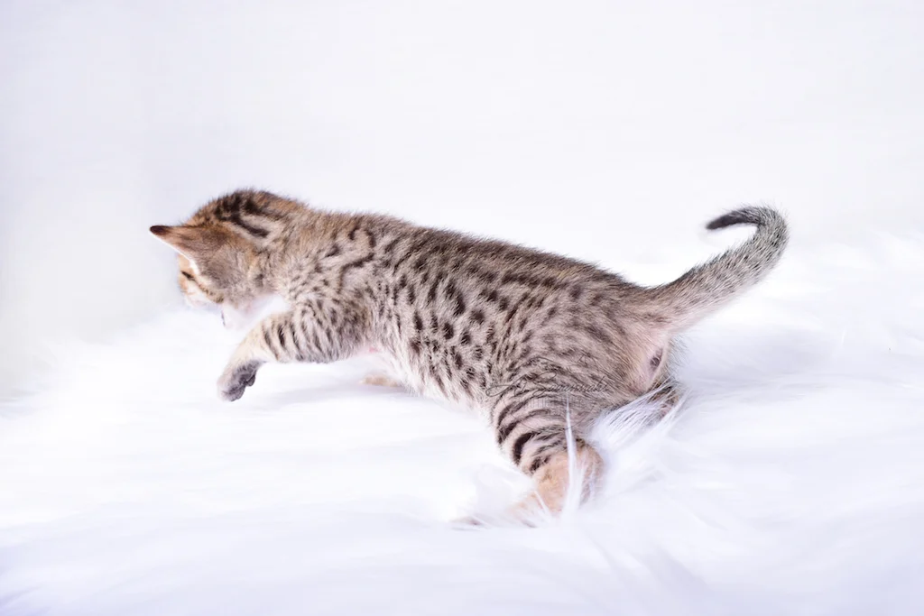 A1Savannahs Rex - Male SBT Savannah Kitten