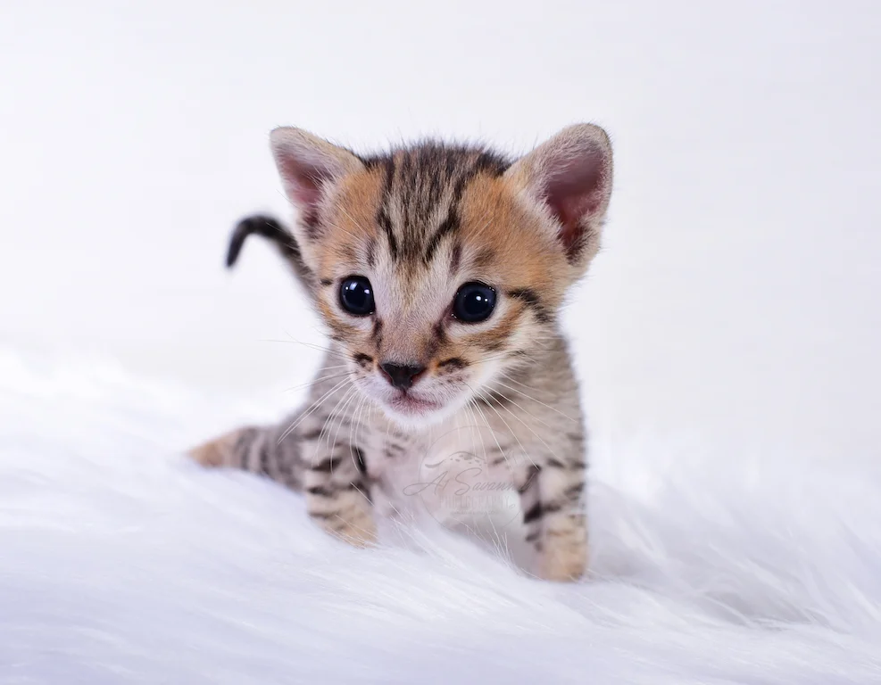 A1Savannahs Rex - Male SBT Savannah Kitten