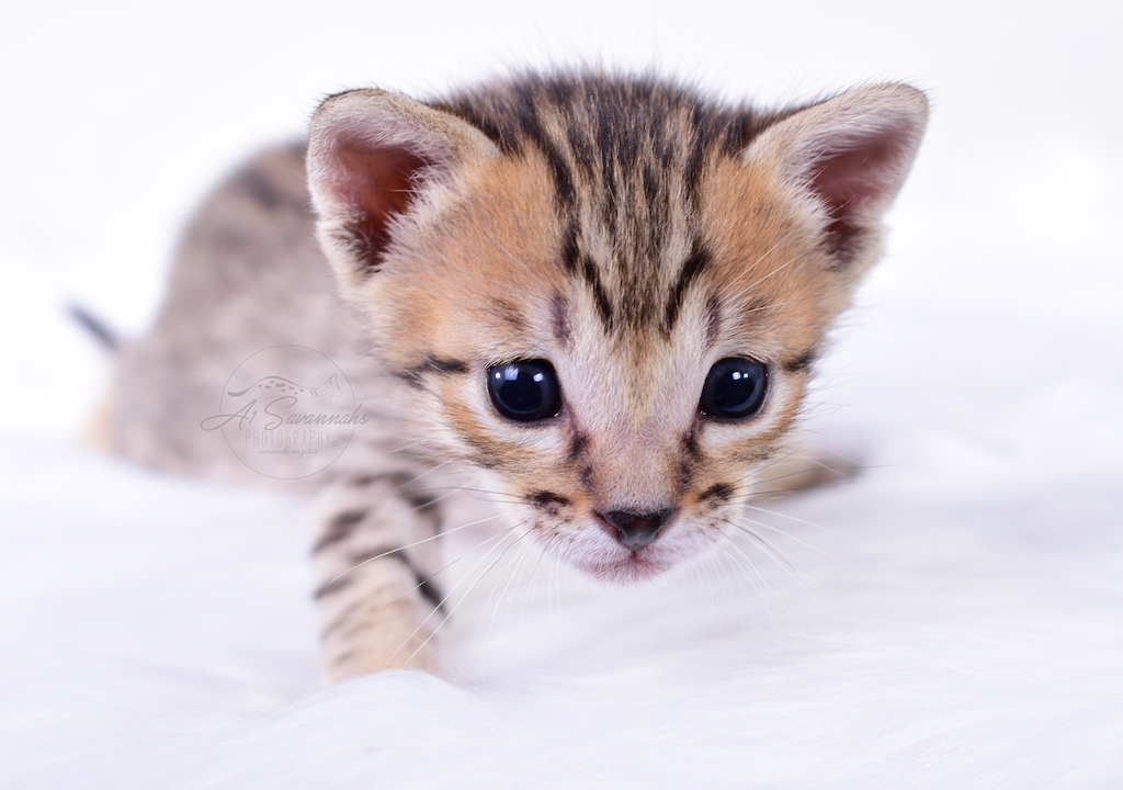 A1Savannahs Rex - Male SBT Savannah Kitten