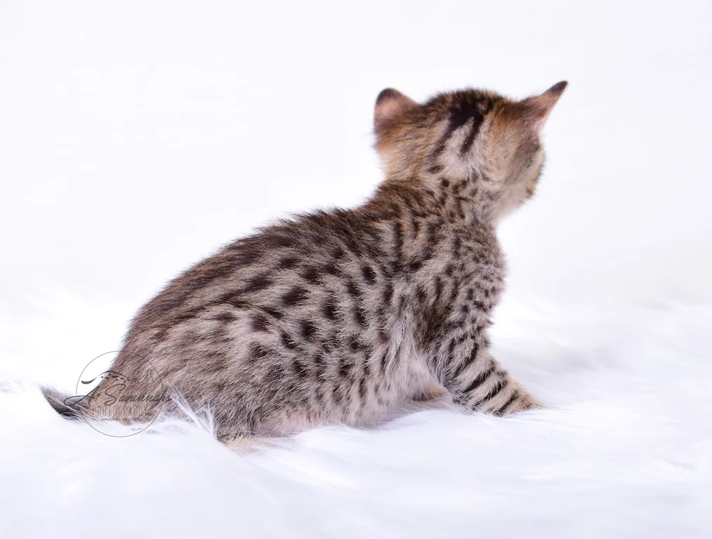 A1Savannahs Rex - Male SBT Savannah Kitten