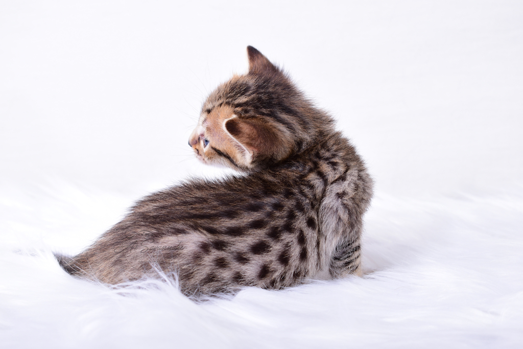 A1Savannahs Rex - Male SBT Savannah Kitten