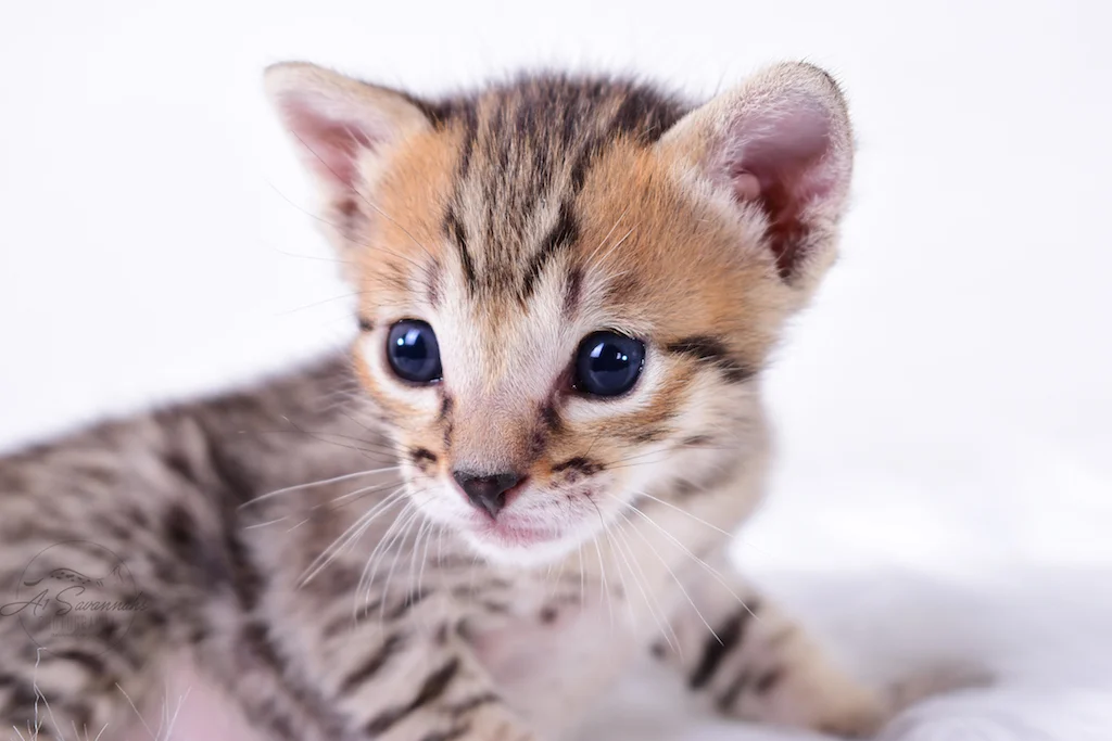 A1Savannahs Rex - Male SBT Savannah Kitten