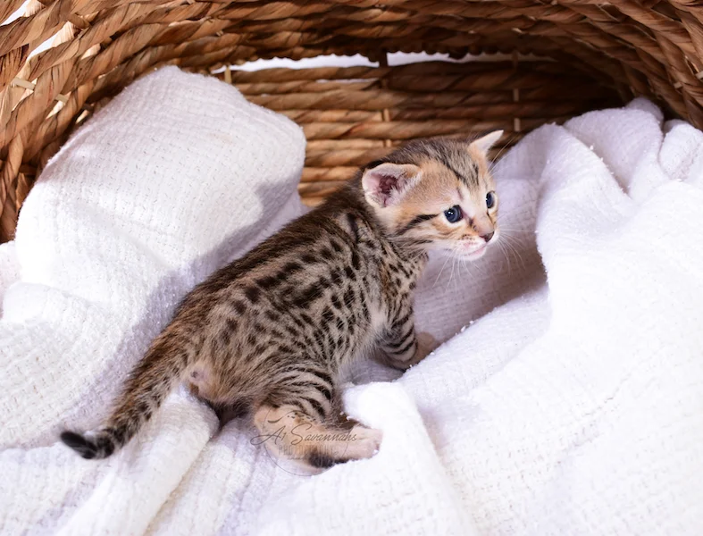 A1Savannahs Ruben - Male SBT Savannah Kitten