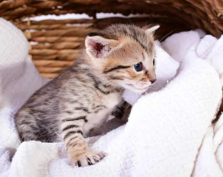 A1Savannahs Ruben - Male SBT Savannah Kitten