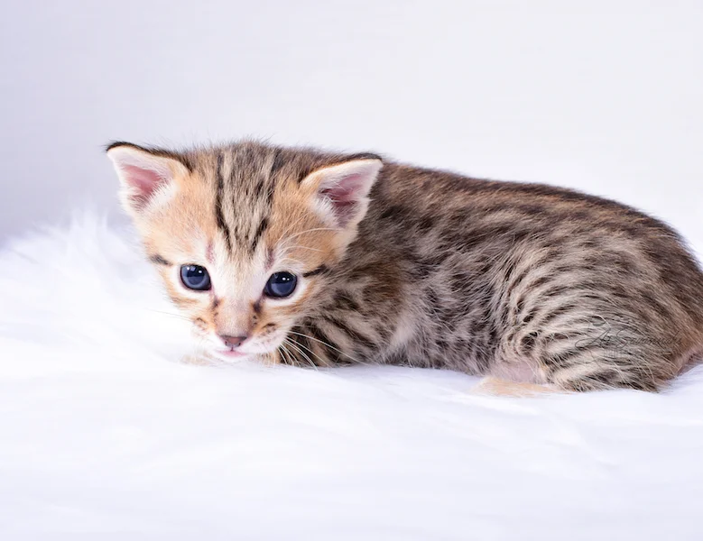 A1Savannahs Ruben - Male SBT Savannah Kitten