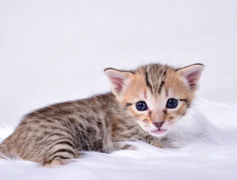 A1Savannahs Ruben - Male SBT Savannah Kitten