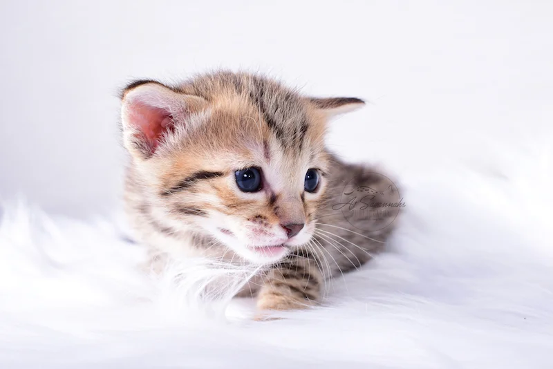 A1Savannahs Ruben - Male SBT Savannah Kitten