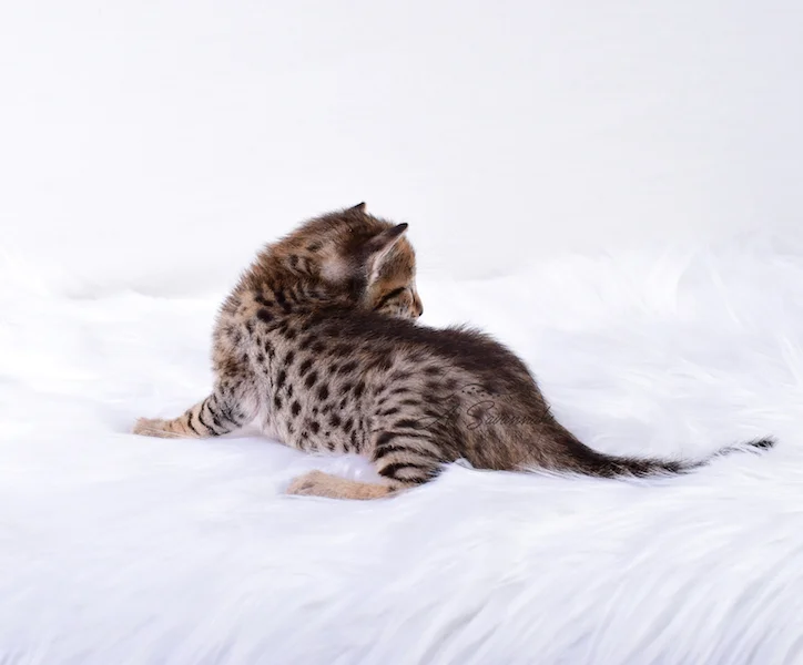 A1Savannahs Rubi - Female SBT Savannah Kitten