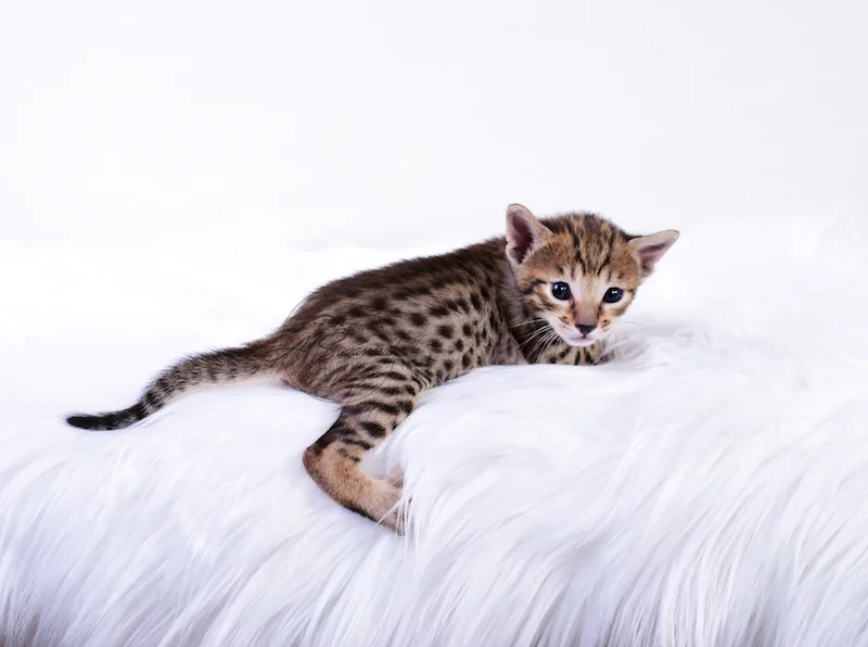 A1Savannahs Rubi - Female SBT Savannah Kitten