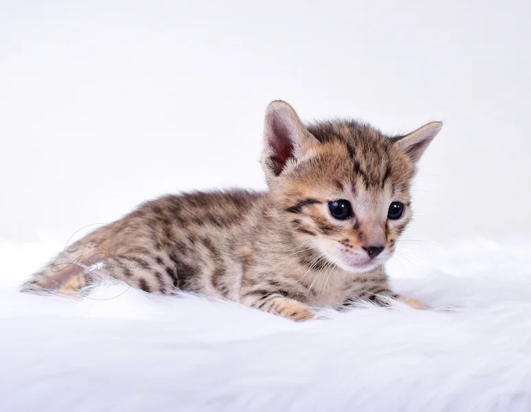 A1Savannahs Rubi - Female SBT Savannah Kitten