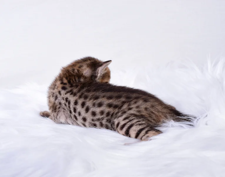 A1Savannahs Rubi - Female SBT Savannah Kitten