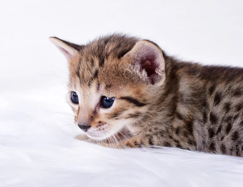 A1Savannahs Rubi - Female SBT Savannah Kitten