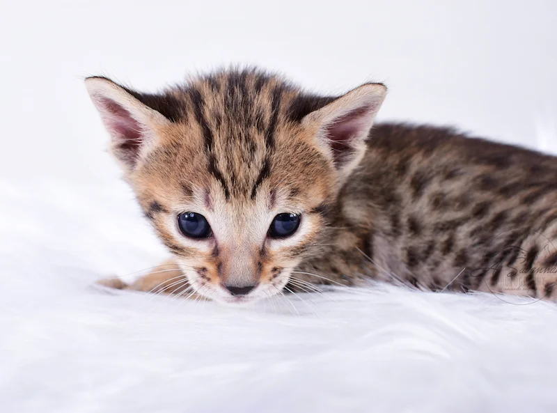 A1Savannahs Rubi - Female SBT Savannah Kitten