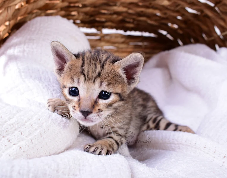 A1Savannahs Rubi - Female SBT Savannah Kitten