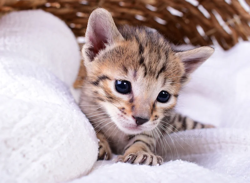 A1Savannahs Rubi - Female SBT Savannah Kitten