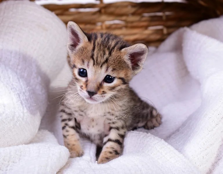 A1Savannahs Rubi - Female SBT Savannah Kitten