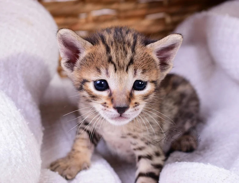 A1Savannahs Rubi - Female SBT Savannah Kitten