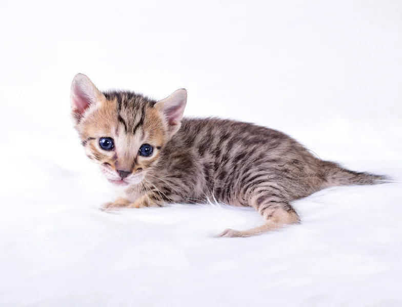 A1Savannahs Riley - Female SBT Savannah Kitten
