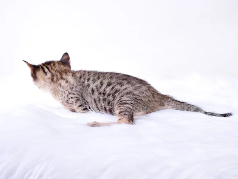 A1Savannahs Riley - Female SBT Savannah Kitten